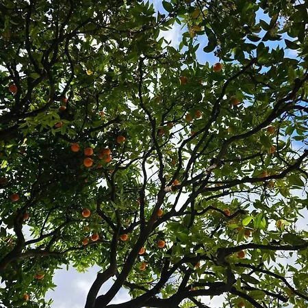 ホームステイ La Clemente